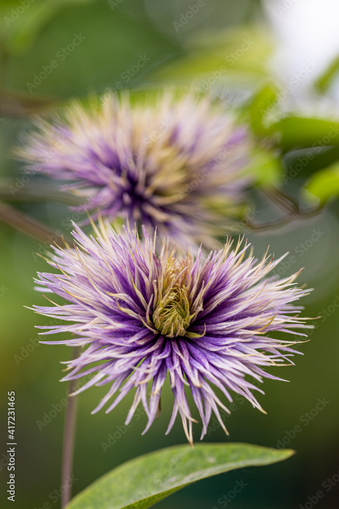 Couple of purple flowers growing in the garden. Close up. Couple of purple flowers growing in the garden. Close up.