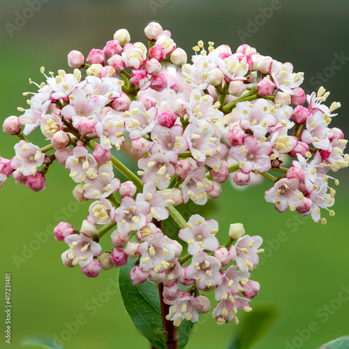 Macro shot of viburnum tinus (lauristinus) flowers in bloom photo