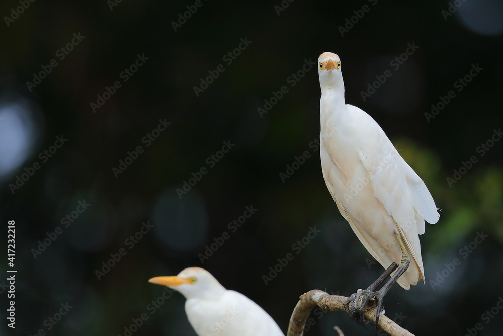Fototapeta premium Cattle egret, Bubulcus ibis, Costa Rica