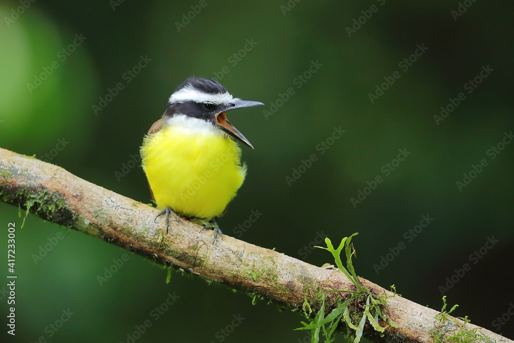 Fototapeta premium Great kiskadee, Pitangus sulphuratus, Costa Rica