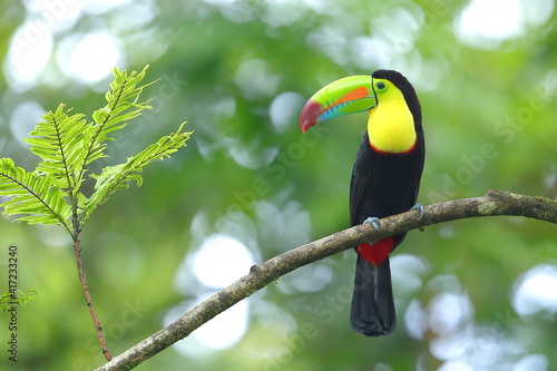 Keel-billed toucan, Ramphastos sulfuratus, Costa Rica