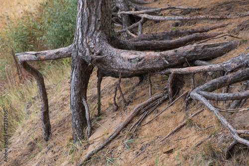 Intricately intertwined pine roots on the sandy shore.