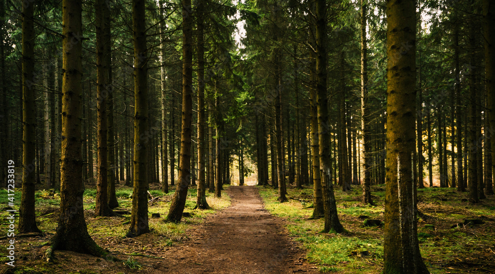 Silent Forest in spring with beautiful bright sun rays Silent Forest in spring with beautiful bright sun rays