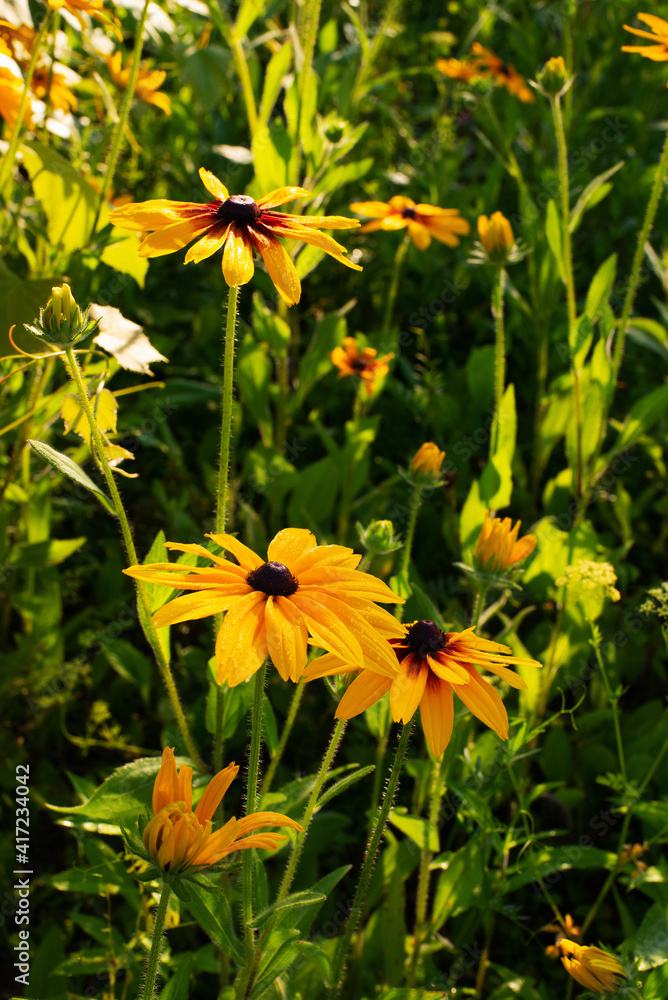 Fototapeta premium yellow flowers rudbeckia on a personal plot