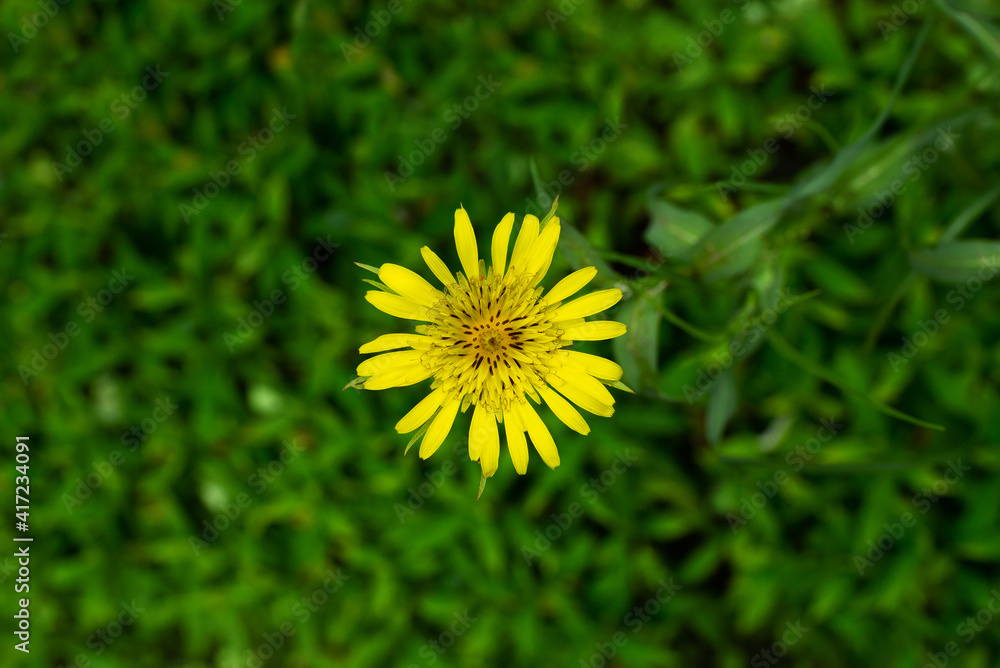 Natural background with yellow flower and blurred background