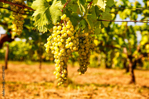 Bunch of white grapes hanging on vineyard