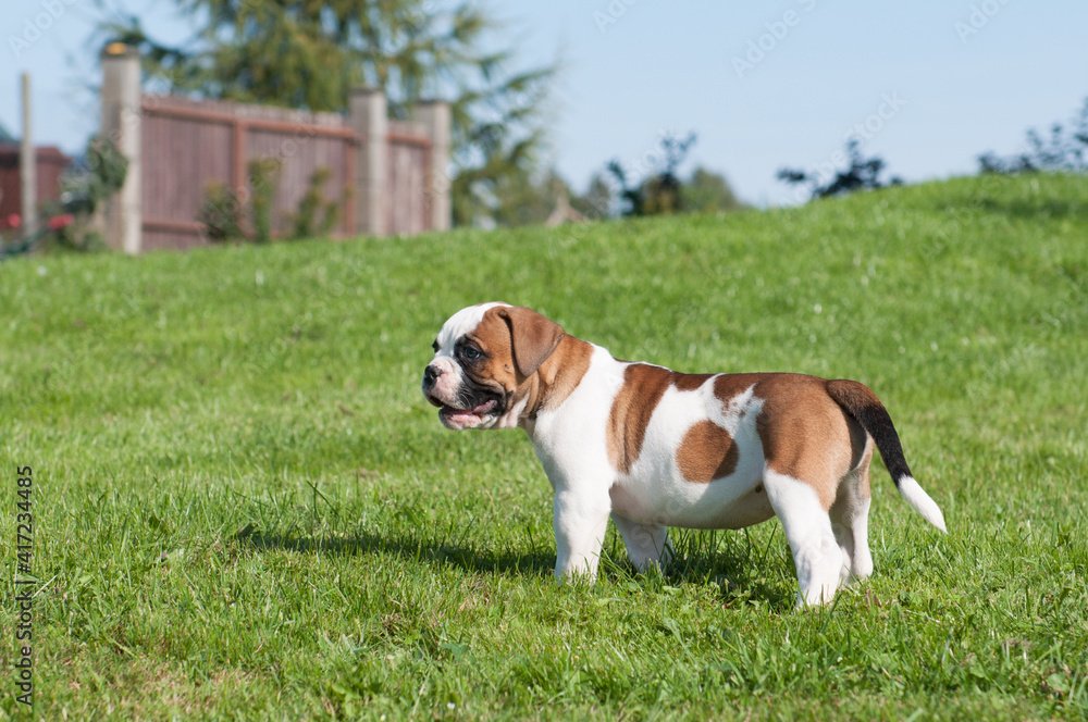 Funny white red spotted American Bulldog puppy is on nature Funny white red spotted American Bulldog puppy is on nature