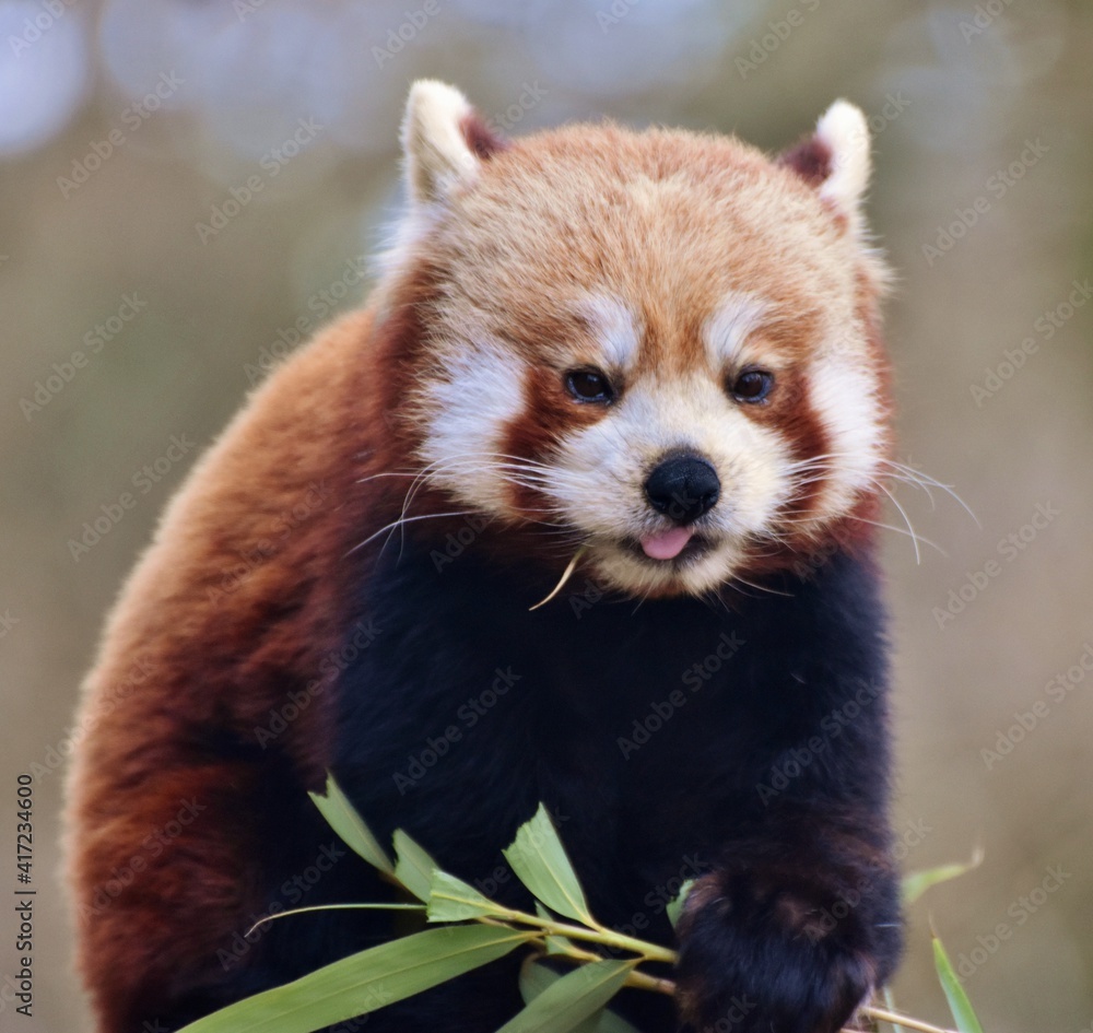 Obraz premium The red panda (Ailurus fulgens), also called the red bear-cat, is a mammal native to the eastern Himalayas and southwestern China.