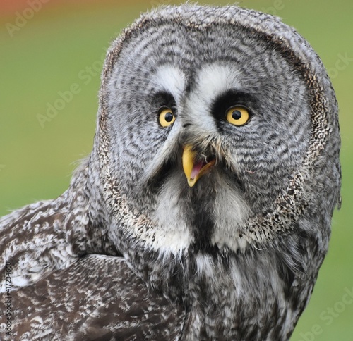 Close-up portrait of a Great Grey Owl (Strix nebulosa), the world's largest owl species.