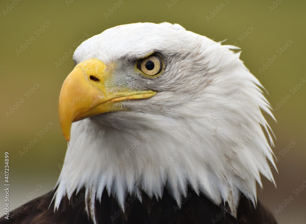 Fototapeta premium A Bald Eagle (Haliaeetus leucocephalus) with a green forest background.