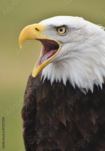 A Bald Eagle  Haliaeetus leucocephalus  screeching with a green forest background.