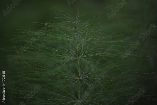 Wild plants - green background of horsetail or Tolkachik or Equisetum arvense . Common Horsetail in spring . photo