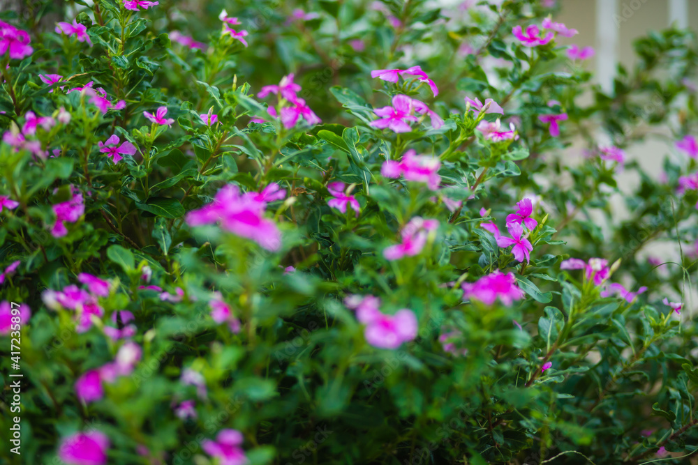 Plantes e Flores Silvestres encontrado pelas cidades Plantes e Flores Silvestres encontrado pelas cidades