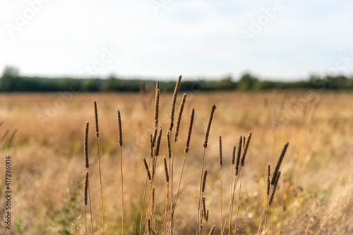 Alopecurus pratensis, known as the meadow foxtail or the field meadow foxtail, is a perennial grass belonging to the grass family Poaceae.