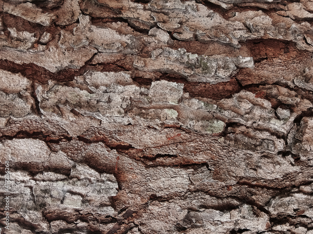Fototapeta premium Old tree bark with beautiful patterns for graphic design