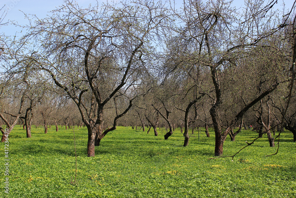 Fototapeta premium apple tree in spring