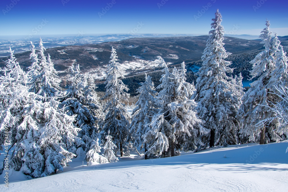 Fototapeta premium snow covered trees