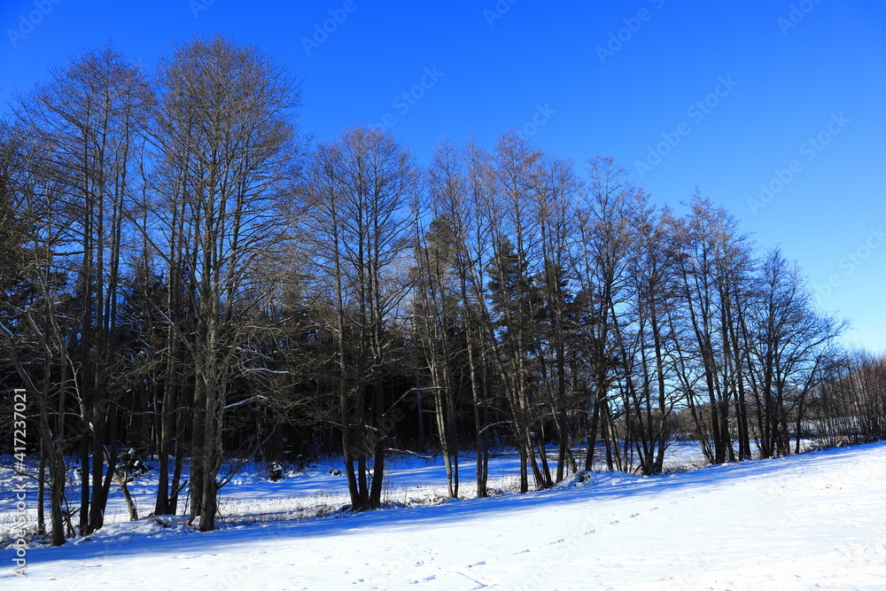 Swedish nature during the winter with plenty of snow in the forest. Clear blue sky and many trees. Plenty of footprints in the snowy meadow. Nice climate and weather. Stockholm, Sweden, Europe. Swedish nature during the winter with plenty of snow in the forest. Clear blue sky and many trees. Plenty of footprints in the snowy meadow. Nice climate and weather. Stockholm, Sweden, Europe.