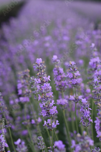Beautiful blooming lavender field  close up