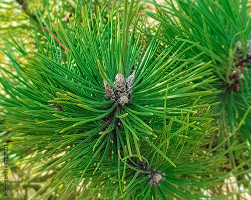 Background texture of a pine branch. Natural pine branches, closeup view.