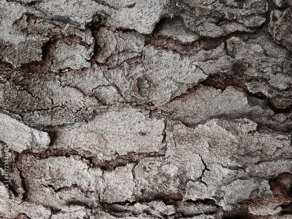 Old tree bark with beautiful patterns for graphic design Old tree bark with beautiful patterns for graphic design