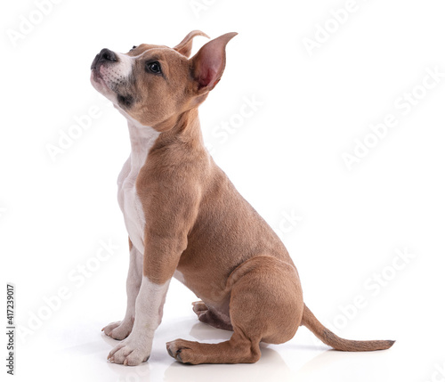 3 month old American Staffordshire Terrier puppy