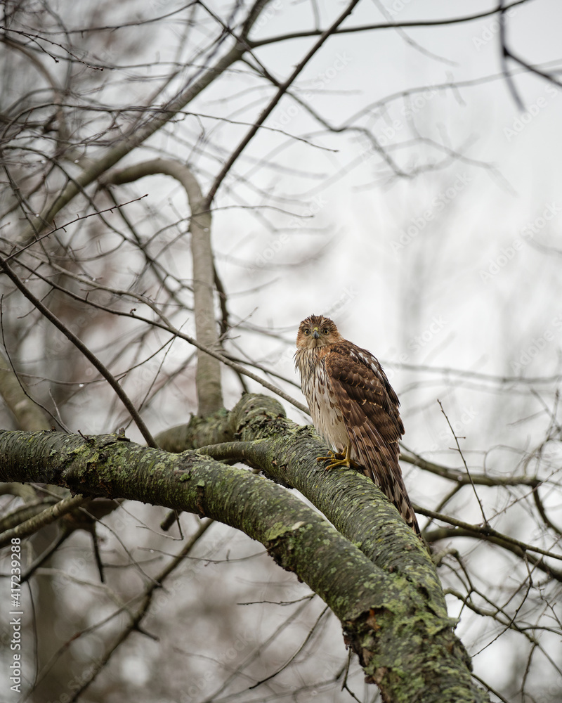 A juvenile hawk. The photo was taken in the winter, so the tree is bare of leaves and the image is very monotone. A juvenile hawk. The photo was taken in the winter, so the tree is bare of leaves and the image is very monotone.