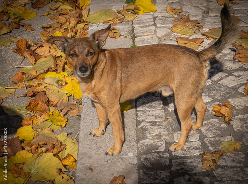 Small ginger dog on stone pavement among yellow autumn leaves, Italy photo