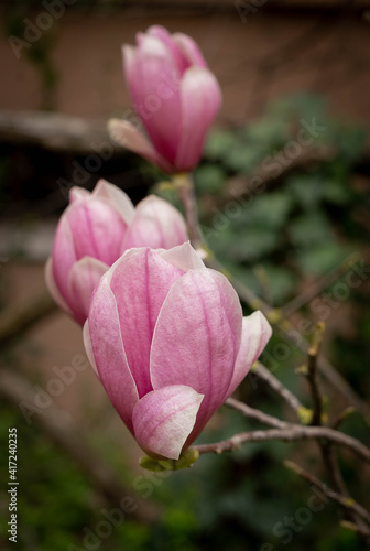 Pink spring flowers of Soulange magnolia in Rome, Italy photo