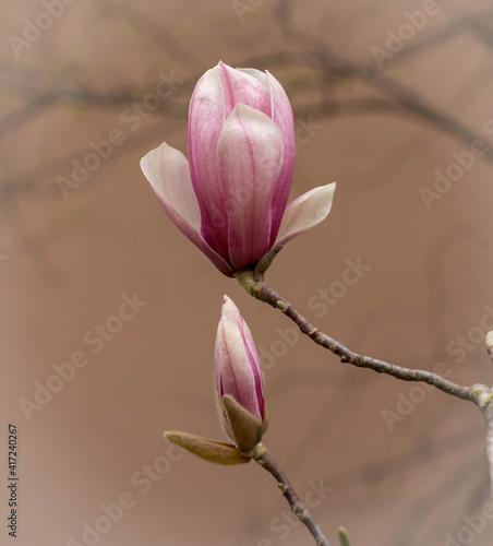 Pink spring flowers of Soulange magnolia in Rome, Italy photo