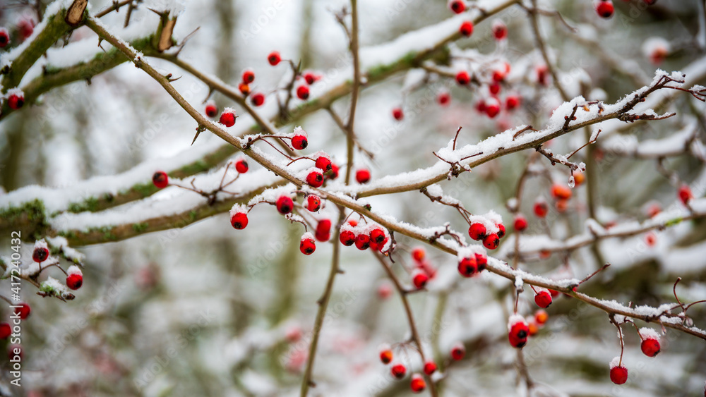 red berries in snow