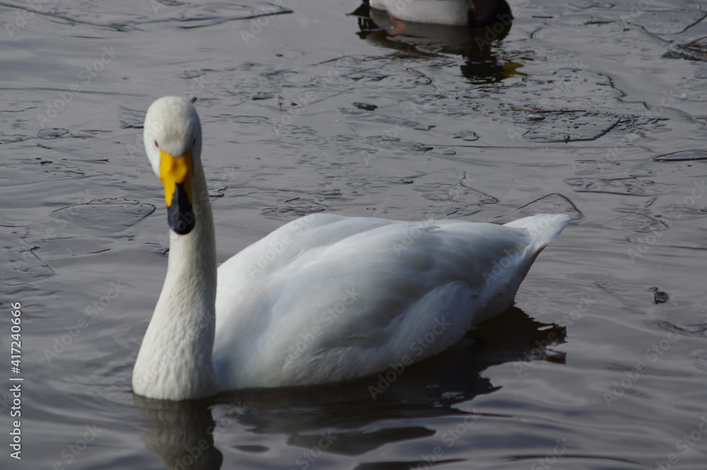 Naklejka premium 厳しい寒さを避けて越冬で飛来地へと渡ってきた、美しい白い羽毛のハクチョウ
