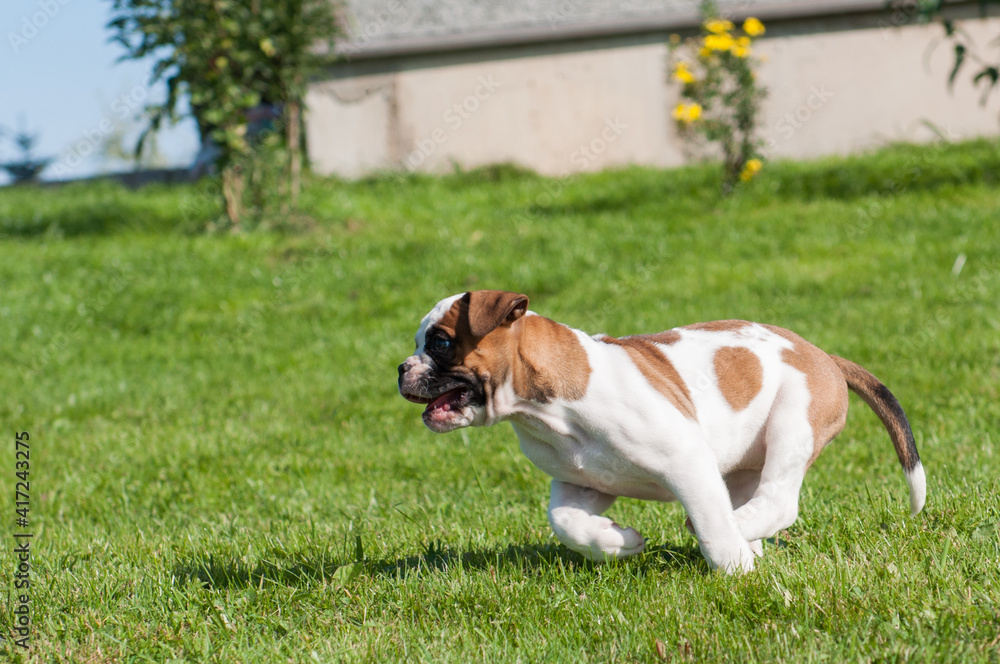 Funny white red spotted American Bulldog puppy is on nature