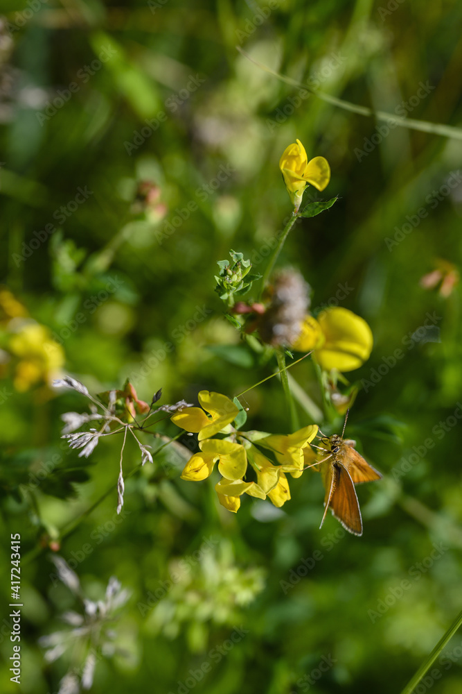 Twilight butterfly on yellow flowers.