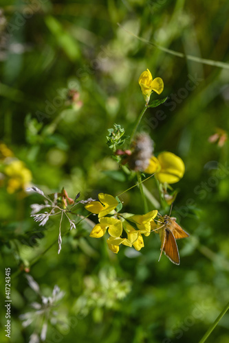 Twilight butterfly on yellow flowers.