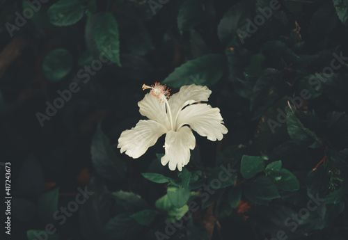 Foto white hibiscus