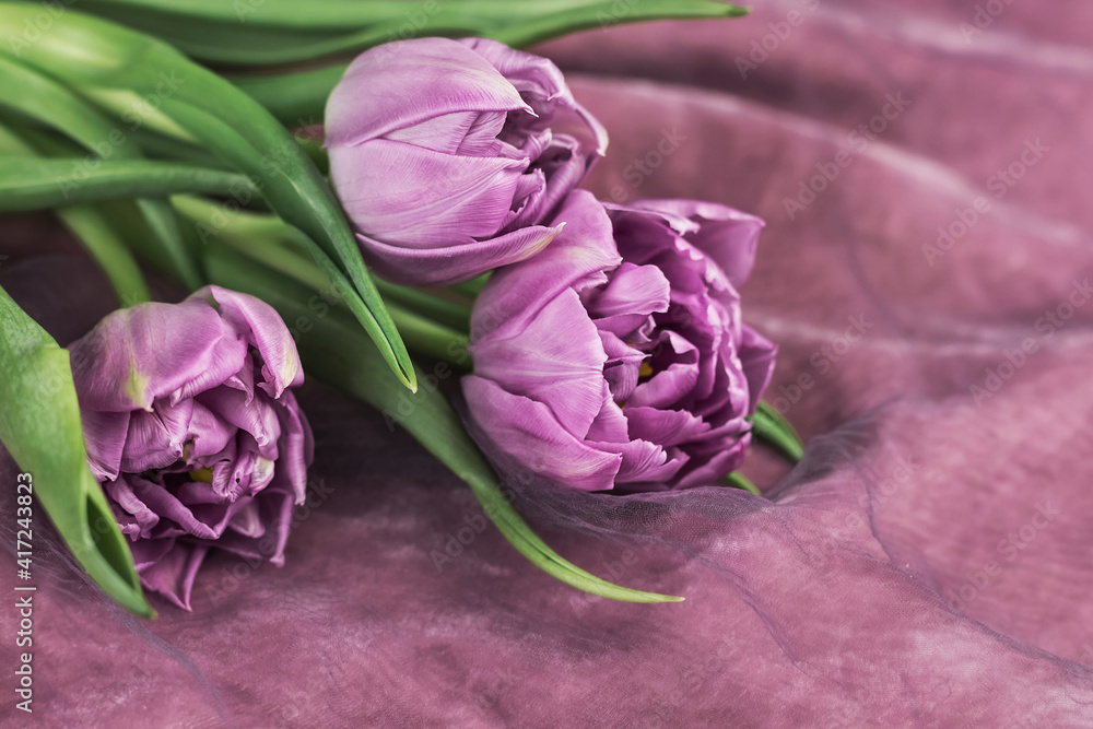 Fototapeta premium Bouquet of purple tulips on a velvet colored background. Festive composition.