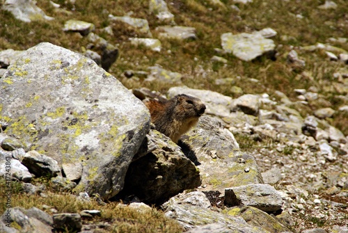 Alpine marmot (marmota marmota latirostris) coming out of the burrow, near the stone in autumn, ntural environment, alpine mountain meadows, hiking trail Switzerland, Alps Monte Leone.