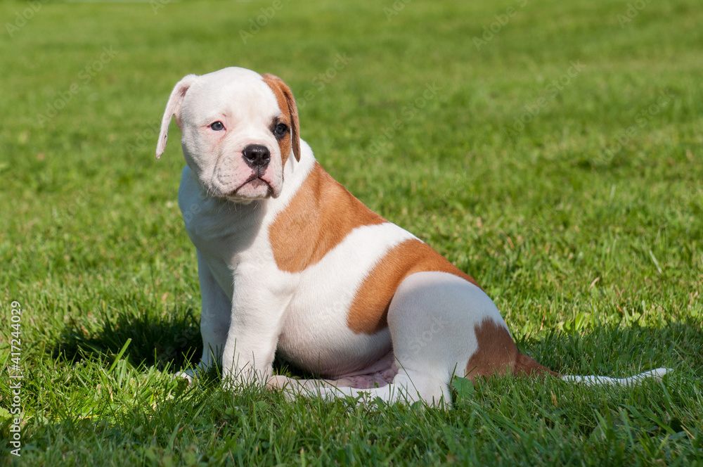 Funny white red spotted American Bulldog puppy is on nature