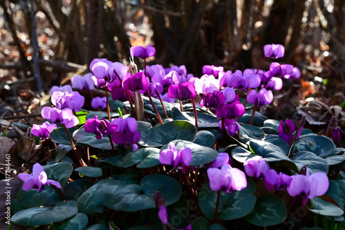 Alpenveilchen im Freiland, lila und rose, Alpenveilchen im Garten, Alpenveilchen Wildwuchs, Blüten, wunderschön, zart
