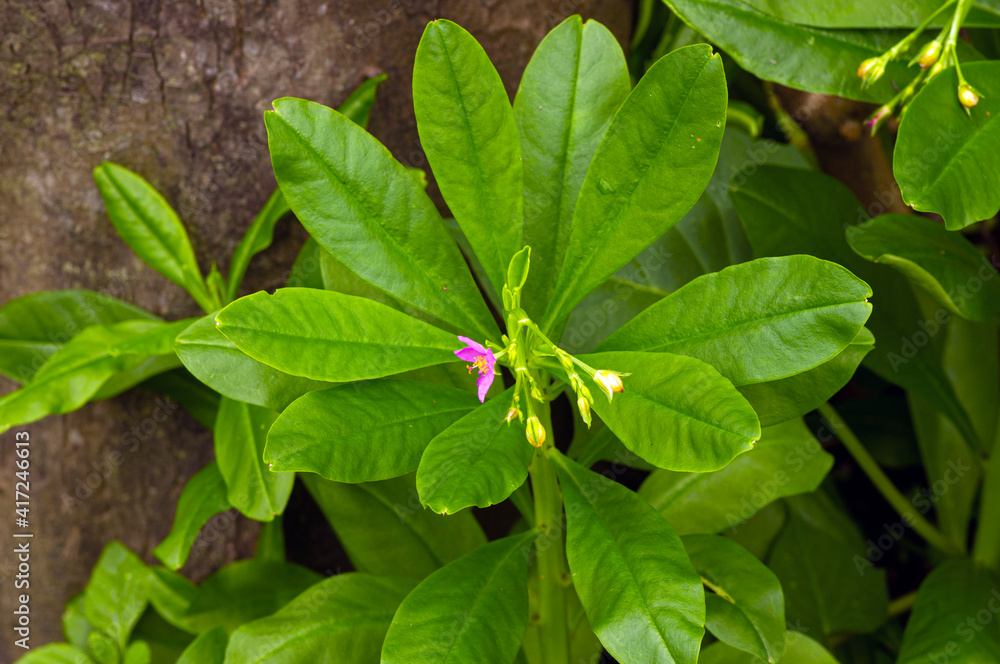 Javanese Ginseng (Talinum paniculatum Gaertn) is cultivated as a popular medicinal herb in many countries and commonly found in home gardens Javanese Ginseng (Talinum paniculatum Gaertn) is cultivated as a popular medicinal herb in many countries and commonly found in home gardens