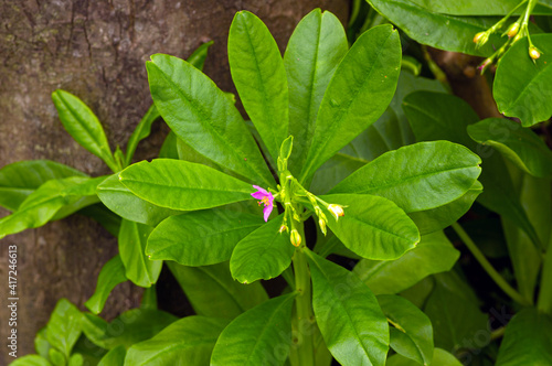 Javanese Ginseng (Talinum paniculatum Gaertn) is cultivated as  a popular medicinal herb in many countries and commonly found in home gardens