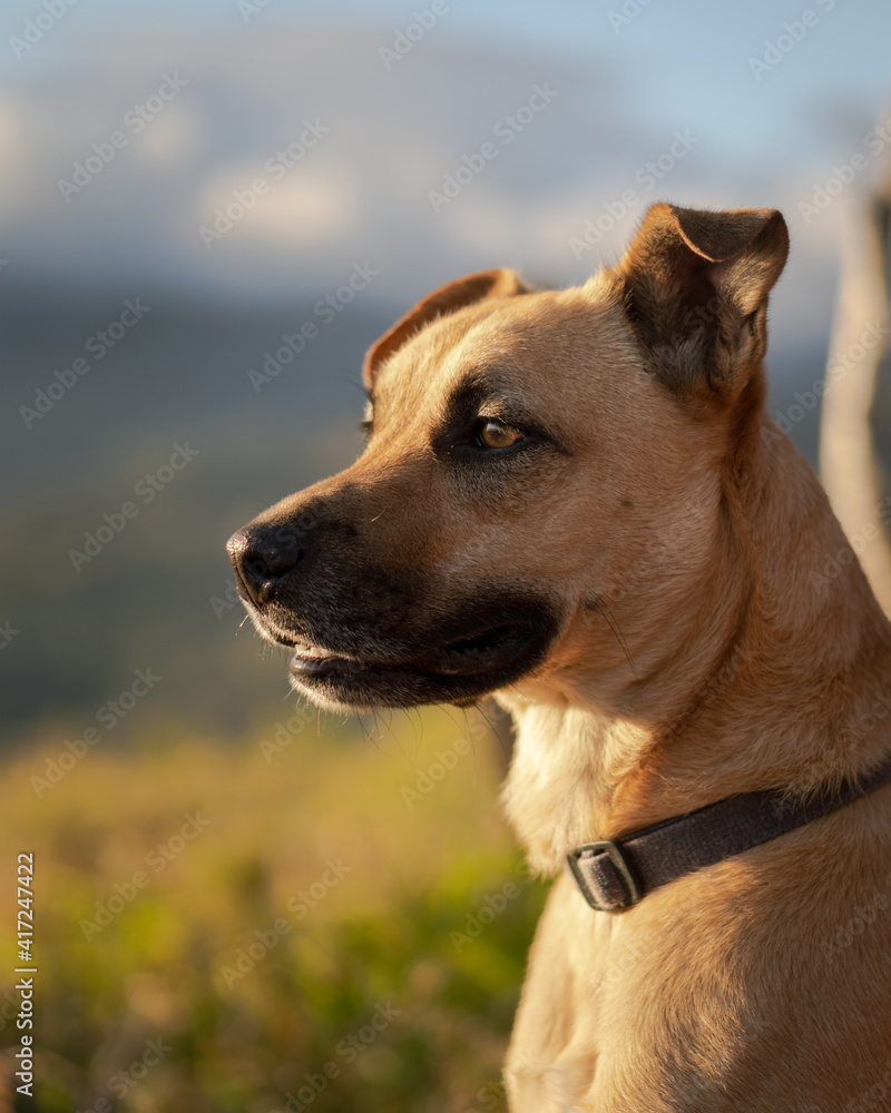 Dog staring into the sunset