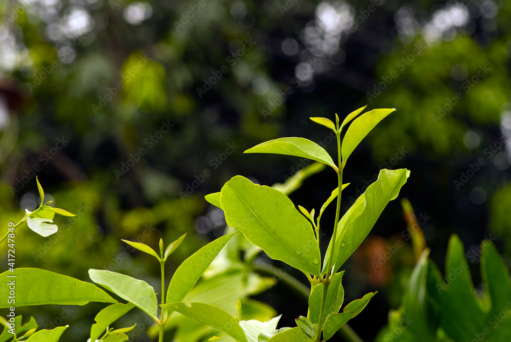 Syzygium polyanthum leaves, with common names Indian bay leaf and