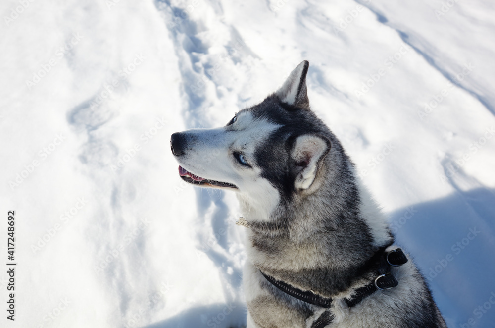 Husky dog sitting in the snow and waiting for play