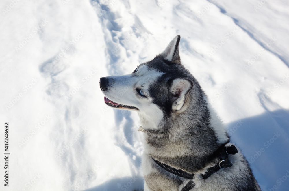 Husky dog sitting in the snow and waiting for play Husky dog sitting in the snow and waiting for play