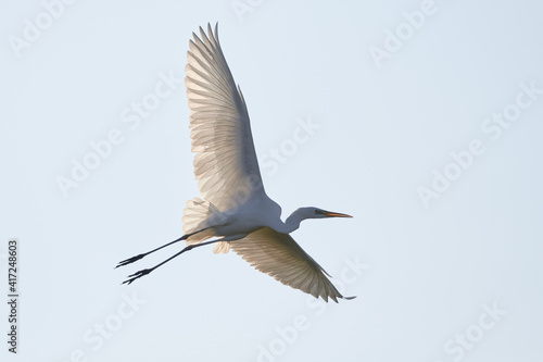 Great White Egret in flight with open wings , (Ardea Alba) Bird in flight © Adrian 