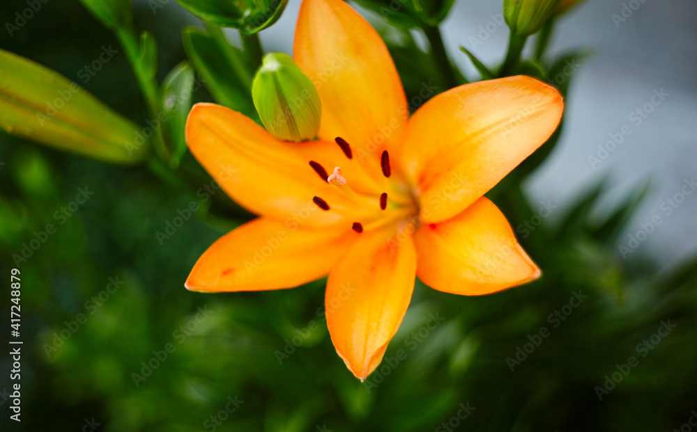 Beautiful spring or summer blooming Lily plant. Selective focus with shallow depth of field Beautiful spring or summer blooming Lily plant. Selective focus with shallow depth of field