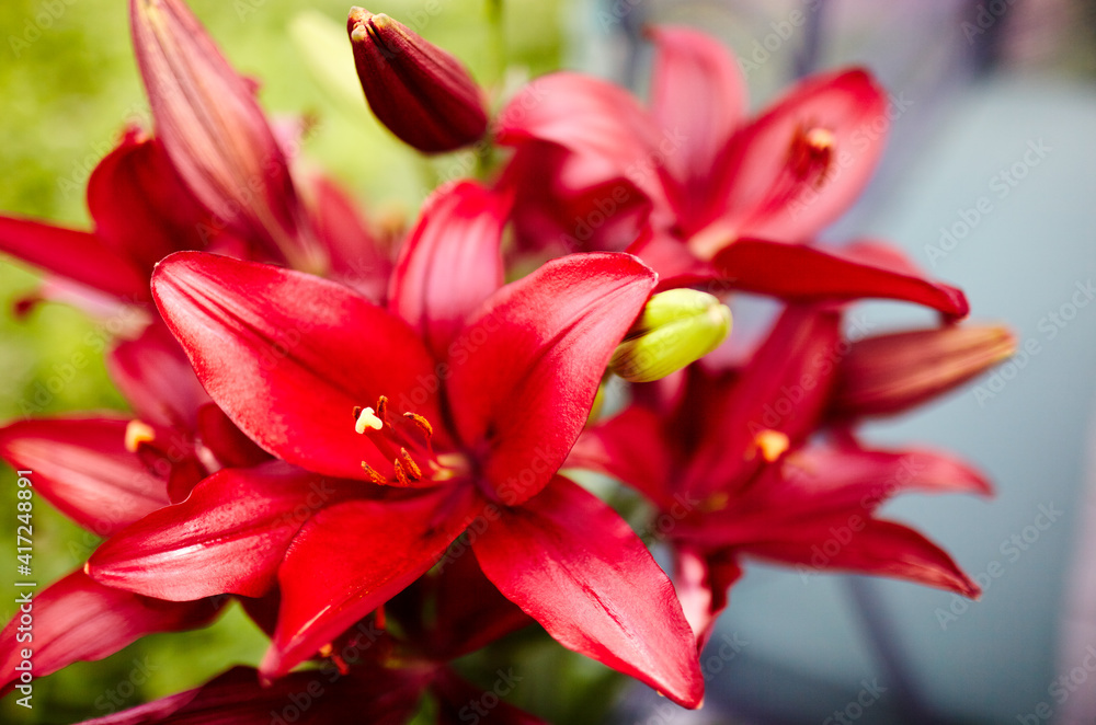 Fototapeta premium Beautiful spring or summer blooming Lily plant. Selective focus with shallow depth of field