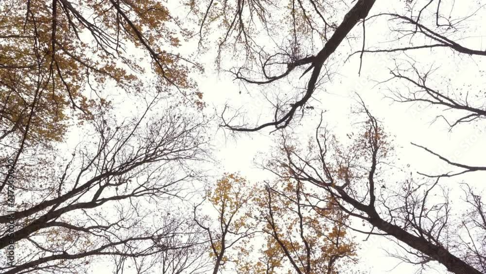 Yellow leaves fall from the yellow tops of trees that sway in the wind against the gloomy sky on an autumn day. Bottom view of the tree crowns. The concept. Soothing landscape. 4K Yellow leaves fall from the yellow tops of trees that sway in the wind against the gloomy sky on an autumn day. Bottom view of the tree crowns. The concept. Soothing landscape. 4K